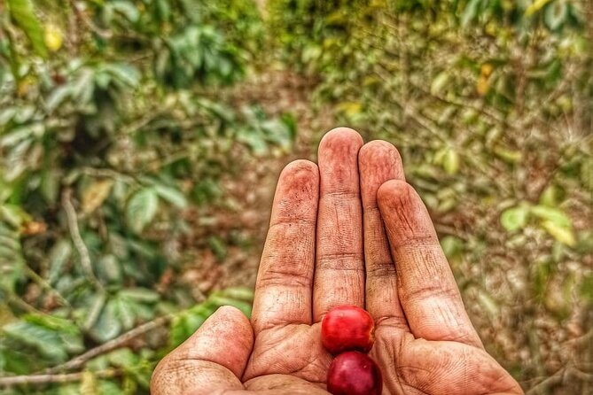 Two ripe coffee cherries held in a picker's hands above the plants