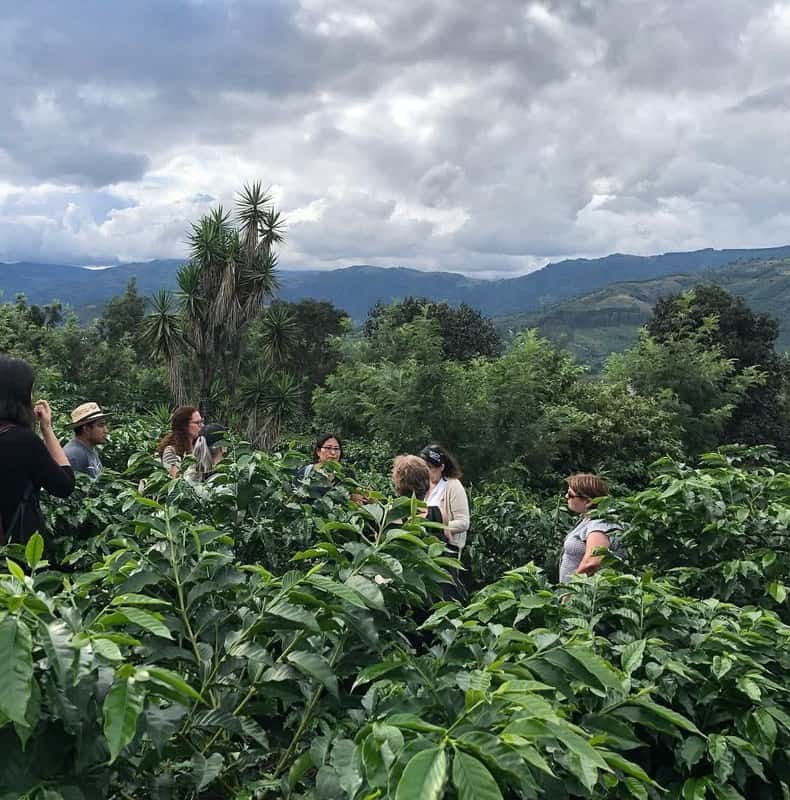 Antigua Coffee farm and Chocolate Tour