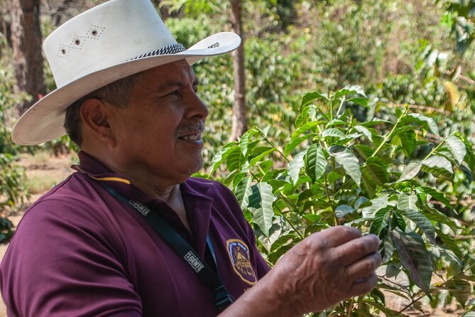 Antigua Coffee Tour by Local Producers