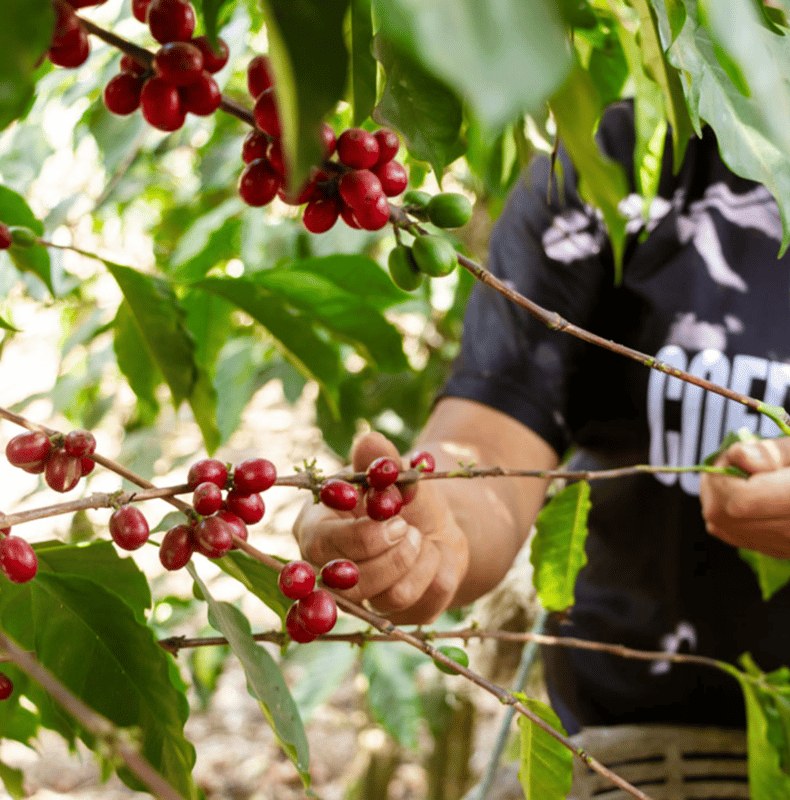Coffee Tour in Antigua Guatemala