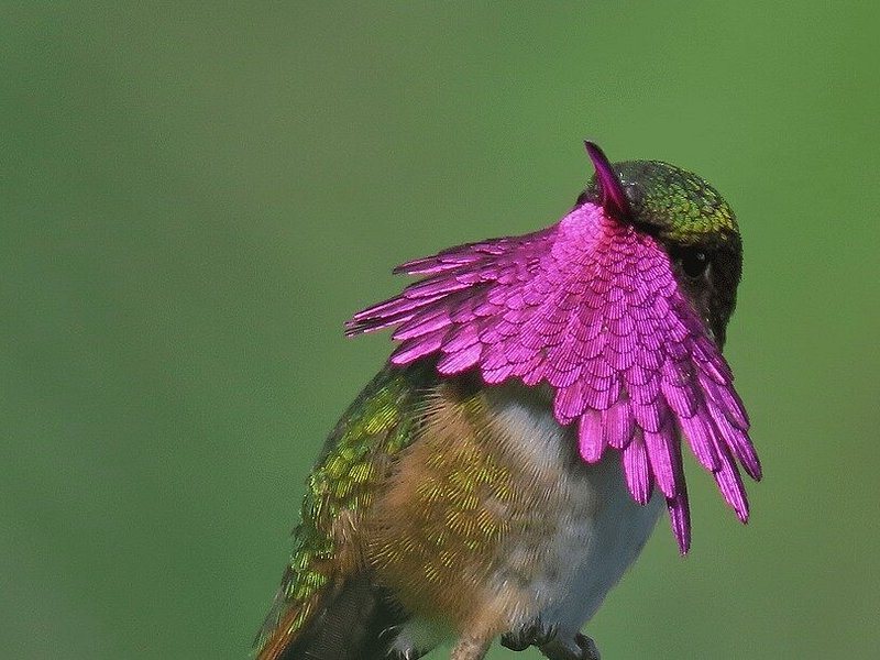 A hummingbird with its wings spread on an Antigua coffee farm