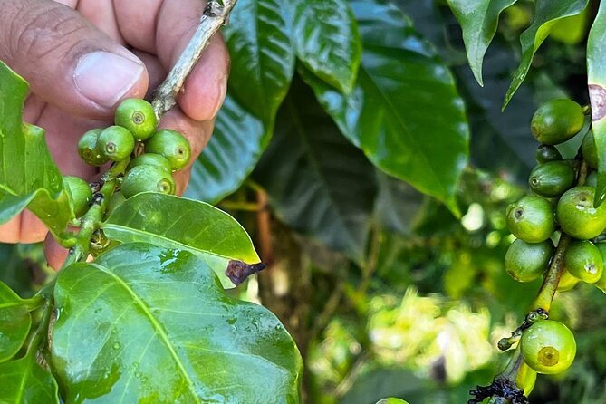 A picker's hand among unripe green coffee cherries on an Antigua plot