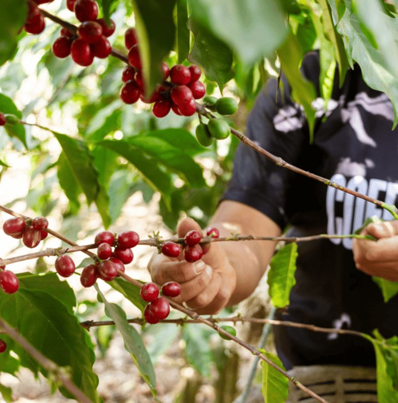 Ripe red coffee cherries hanging on the branch at an Antigua farm