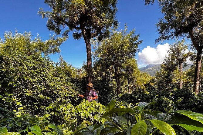 Shade-grown coffee trees under taller canopy on a slope near Antigua